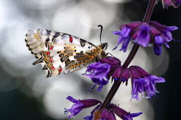 Closeup   beautiful butterflies ( Zerynthia cerisyi ) sitting on the flower. - 784380201
