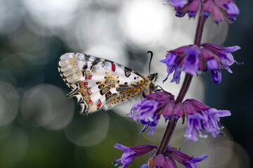 Closeup   beautiful butterflies ( Zerynthia cerisyi ) sitting on the flower. - 784380250