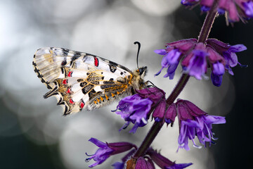 Closeup   beautiful butterflies ( Zerynthia cerisyi ) sitting on the flower.