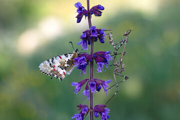 Closeup   beautiful butterflies ( Zerynthia cerisyi ) sitting on the flower. - 784381224