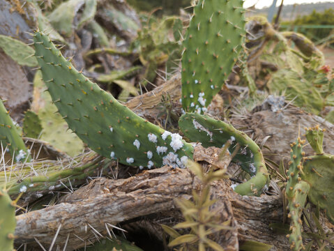 PLAGA DE LA COCHINILLA DEL CARMIN (DACTILOPIUS COCCUS) AFECTANDO A UNA PALERA o CHUMBERA