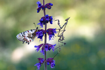 Closeup   beautiful butterflies ( Zerynthia cerisyi ) sitting on the flower. - 784381690