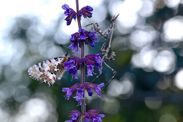 Closeup   beautiful butterflies ( Zerynthia cerisyi ) sitting on the flower. - 784382047