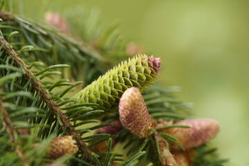 Natural perfume is extracted from these pine cones (Pinaceae family). Location: Deister Mountains...