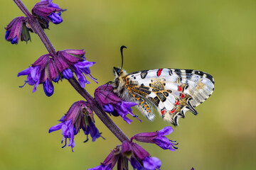 Close up   beautiful Сaterpillar of swallowtail 
Monarch butterfly from caterpillar
