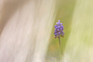 Traubenhyazinthe künstlerisch