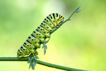 Close up   beautiful Сaterpillar of swallowtail 
Monarch butterfly from caterpillar
