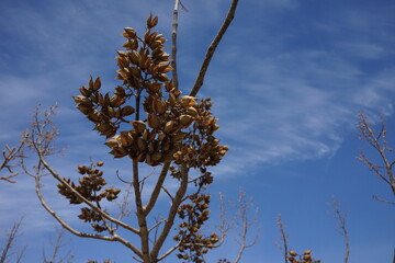 冬の寒さで乾燥した桐の木の実
