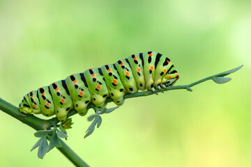 Close up   beautiful Сaterpillar of swallowtail 
Monarch butterfly from caterpillar
