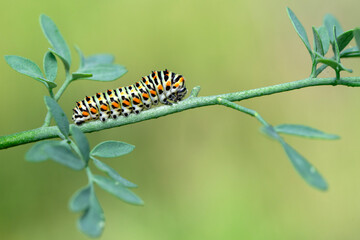 Close up   beautiful Сaterpillar of swallowtail 
Monarch butterfly from caterpillar
