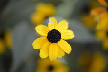 Leuchtende gelbe Blume mit schwarzer Mitte
