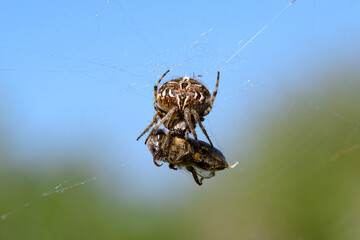 Beautiful spider on a spider web  - 784387439