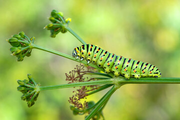Close up   beautiful Сaterpillar of swallowtail 
Monarch butterfly from caterpillar
