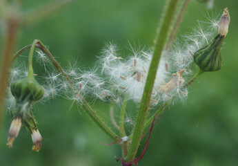 plants, flowers, nature, flora, spring, colors, beautiful, close