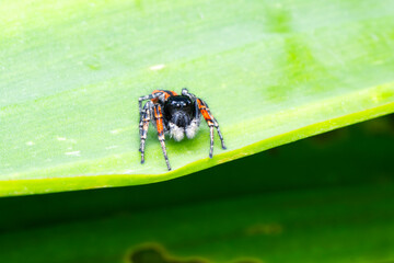 Close up  beautiful jumping spider   - 784389459
