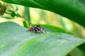 Foto op Canvas Close up  beautiful jumping spider   © blackdiamond67