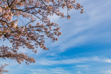 桜と青空