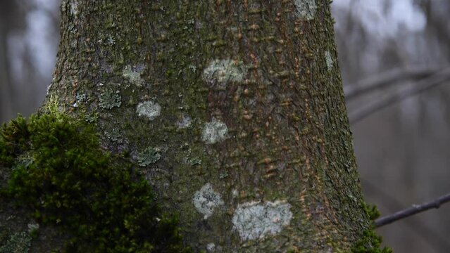 Close-up view of rough textured dark grey bark with moss and lichen spots on old alder tree trunk in deep dark forest. Soft focus. Real time handheld video. Fairy tale. Spooky natural background theme