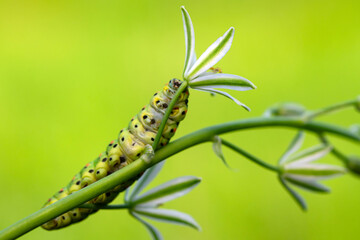 Close up   beautiful Сaterpillar of swallowtail 
Monarch butterfly from caterpillar
