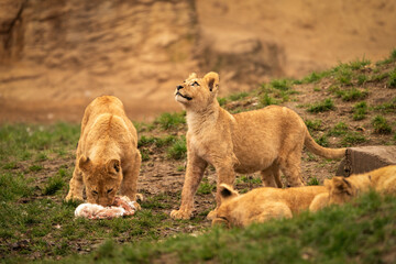 Barbary lion, North Africa, Atlas. This species of lion is already extinct in the wild. Barbary lion big cat the largest subspecies of lion.  Barbary lion cubs.
