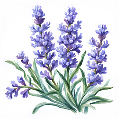 Naklejka premium Lavender flowers watercolor illustration.