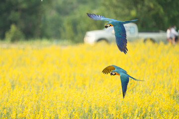 blue and yellow macaw free flying on the sky
