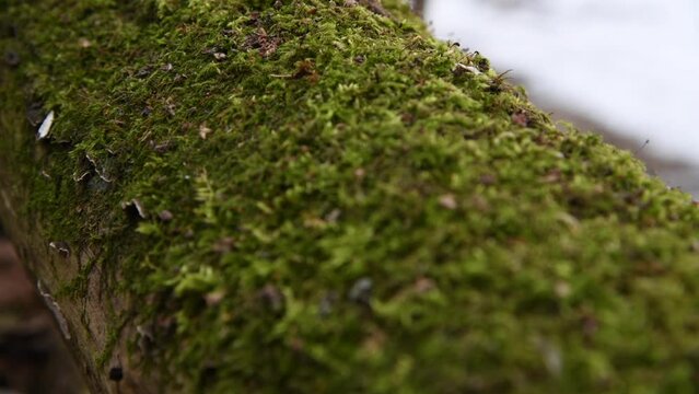 Close-up view of fallen old alder tree trunk with green moss covered bark in deep dark forest. Soft focus. Real time handheld video. Fairy tale. Spooky natural background theme.