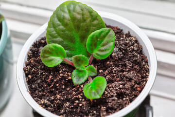 Green seedlings of Saintpaulia in a pot on the windowsill. Seedling of African Violet 