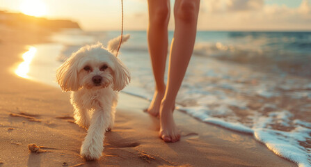 Portrait of cute white dog walking with female owner on sandy beach during summer holiday. Generative AI - 784394639