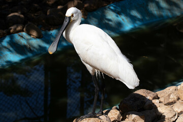 Common spoonbill hunting in the lake - obrazy, fototapety, plakaty