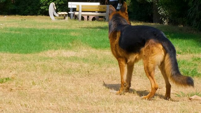 german shepherd play with rock, stone in park. german shepherd dog. Trainer training the shepherd dog in the field. joyful moment of dog.