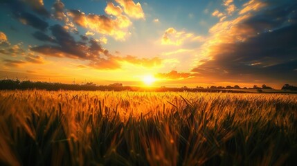 Fototapeta premium A beautiful sunset over a golden wheat field. Perfect for agricultural or nature concepts