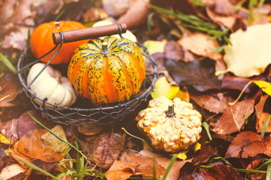 Pumpkins and autumn leaves, selective focus