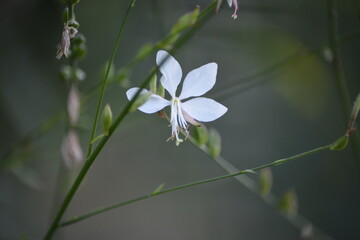 Filigrane Prachtkerze vor dunklem, unscharfem Hintergrund