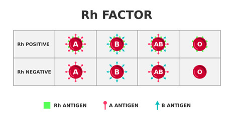 Rh factor blood group system. Rh positive on Rh negative. Rhesus D antigen on the surface of red blood cells. Importnace in blood transfusion. 85% of people are Rh-positive. Vector illustration.