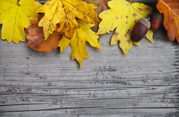 Naklejka na ściany i meble Autumn background with maple and oak leaves and acorns