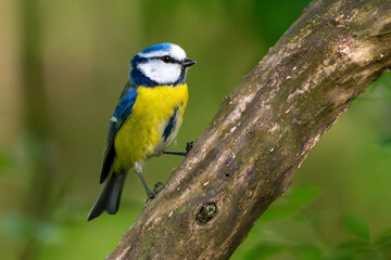 Blaumeise sitzt auf einem alten Ast