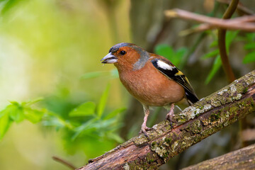 Buchfink Männchen sitzt auf einem alten Ast