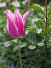 Obraz premium pink flower