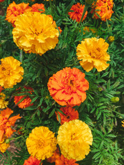 flowers of yellow-orange chernobryvtsev 