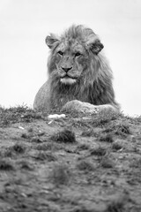 Barbary lion, North Africa, Atlas. This species of lion is already extinct in the wild. Barbary lion big cat the largest subspecies of lion. male