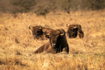 European bison, Bison bonasus, in their natural environment, after sunrise