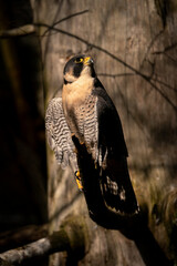 Peregrine falcon, Falco peregrinus, basking in the sun
