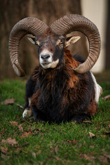 European mouflon, Ovis aries musimon, in its natural habitat, living with humans, before sunset
