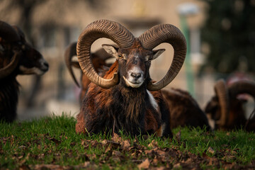 European mouflon, Ovis aries musimon, in its natural habitat, living with humans, before sunset