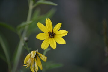 Blühende Blume