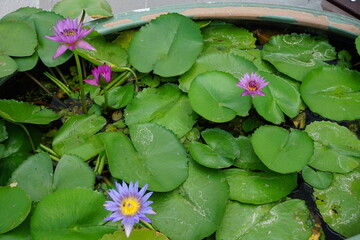 water lilies