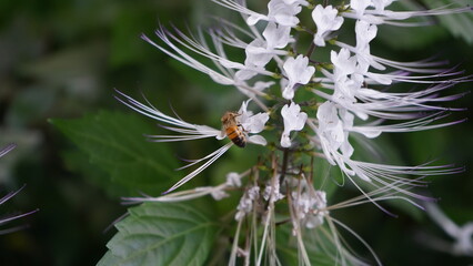 Fairhill nursery flowers on a Sunday afternoon