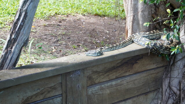 Snake relaxing in the Sunday afternoon sun