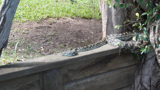 Snake relaxing in the Sunday afternoon sun